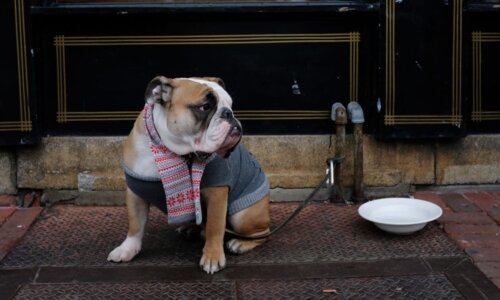 Bulldog Parked Outside A Restaurant