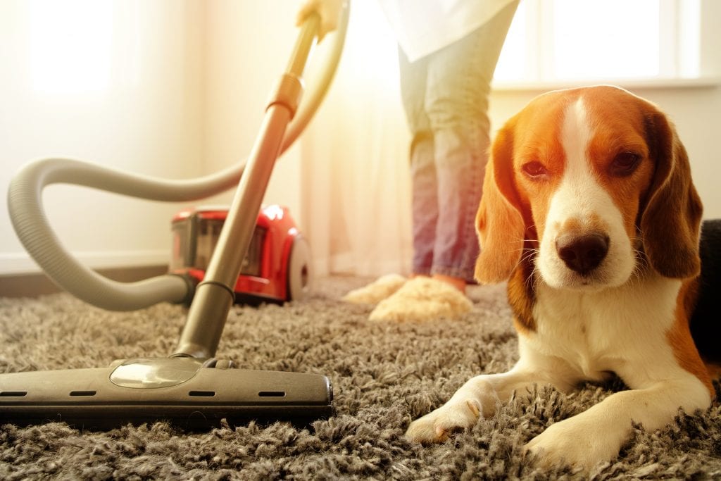 The Best Pet Vacuum Reviews, Ratings, Comparisons