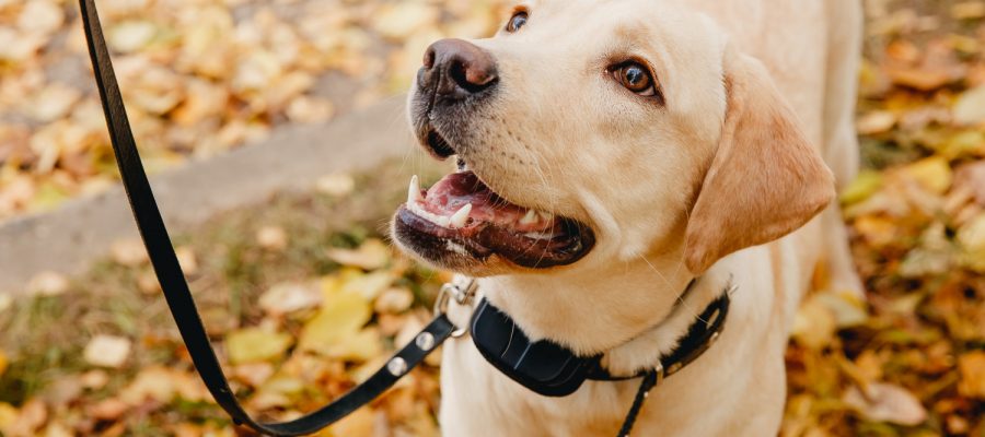 Best shock collar for golden sale retriever