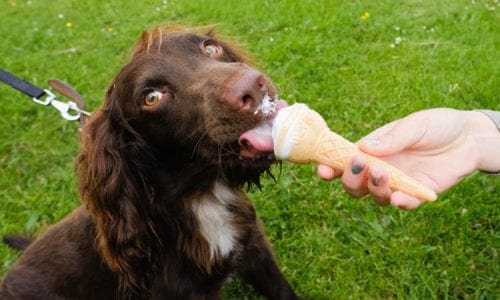 does petsmart sell dog ice cream