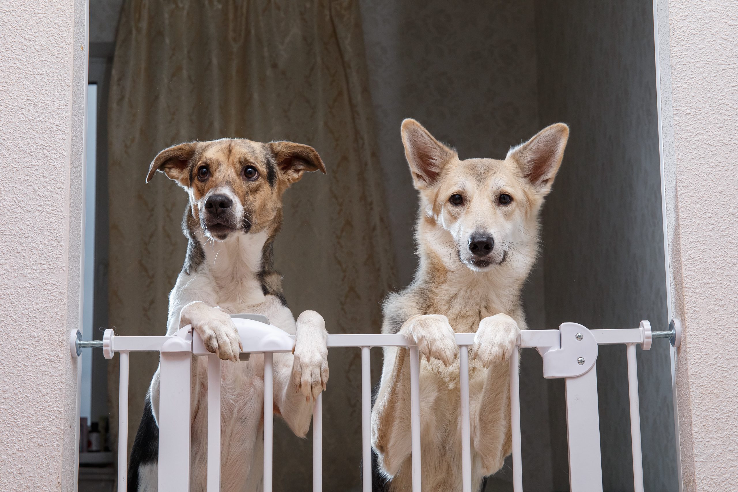 Top paw super wide convertible walk through sales pet gate