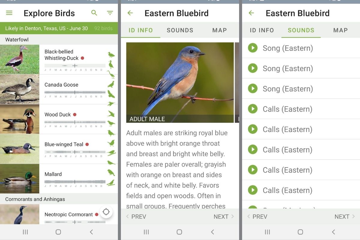 merlin-bird-id-screenshots-of-explore-birds-section