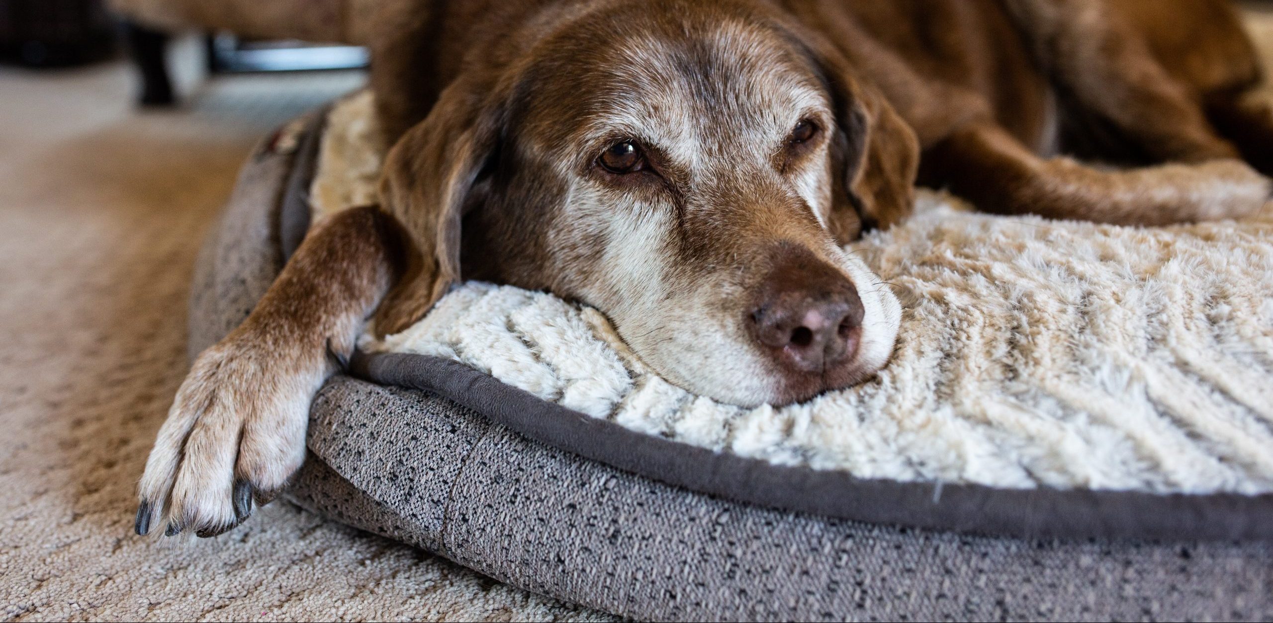 what is the best cooling bed for dogs