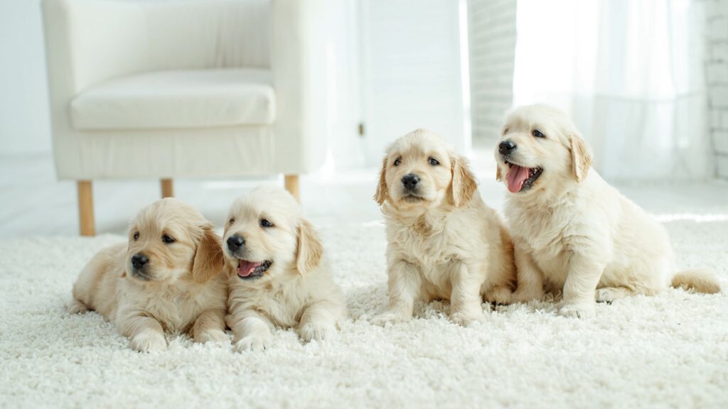 how-to-get-pet-urine-smells-and-stains-out-of-your-carpet