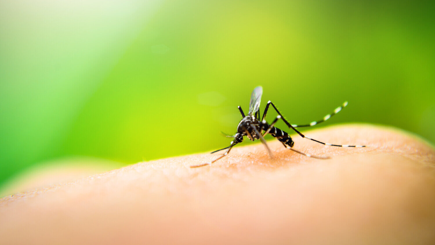 mosquito on skin