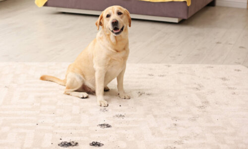 Cute dog leaving muddy paw prints on carpet