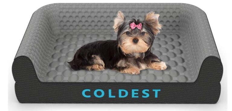 small dog on coldest pet bed