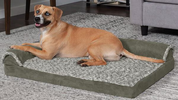 dog on cooling gel bed