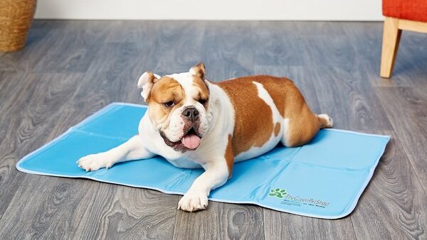 dog on cooling pad