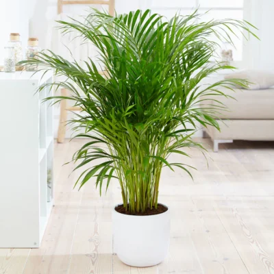 Areca palm plant