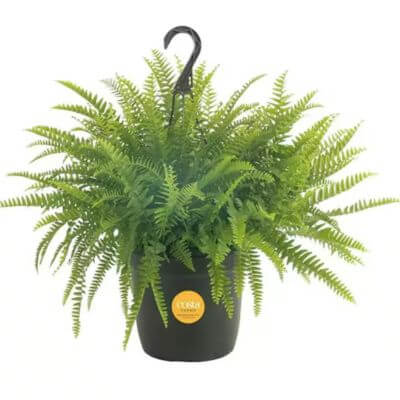 fern in a pot