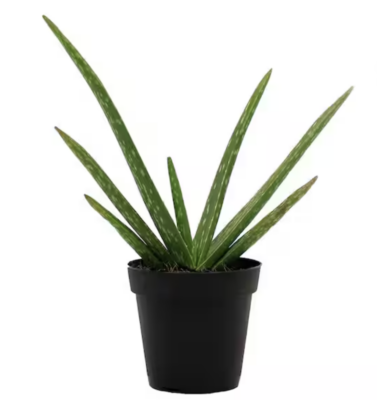 aloe vera plant 