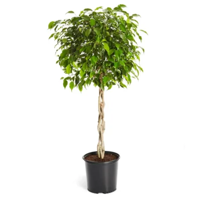 ficus tree