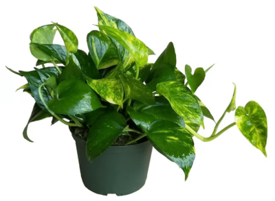 golden pothos plant